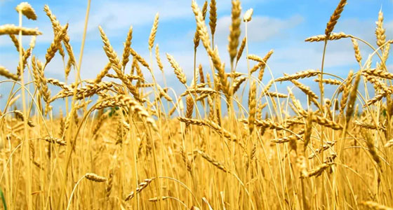القمح.. الغذاء النووي!