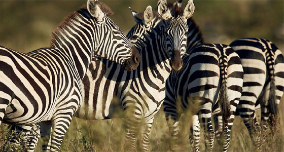 الخطوط المدهشة للحمار الوحشي!